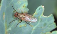 Musca verzei Musca verzei
